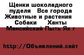 Щенки шоколадного пуделя - Все города Животные и растения » Собаки   . Ханты-Мансийский,Пыть-Ях г.